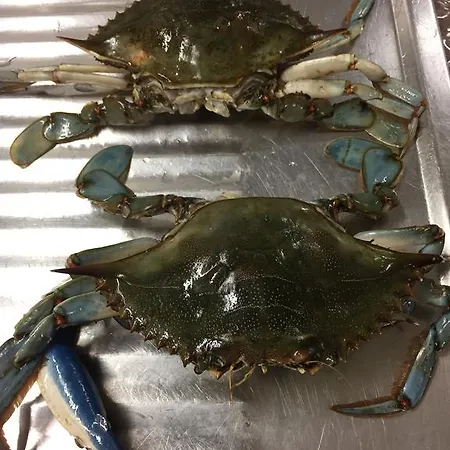 ホテル Hotel Corona